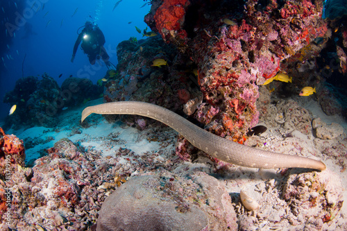 Olive sea snake swims around the reef
