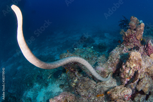 Olive sea snake swims around the reef photo