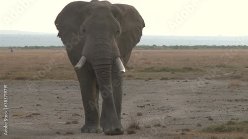 a close up of a bull elephant aproaching the camera photo