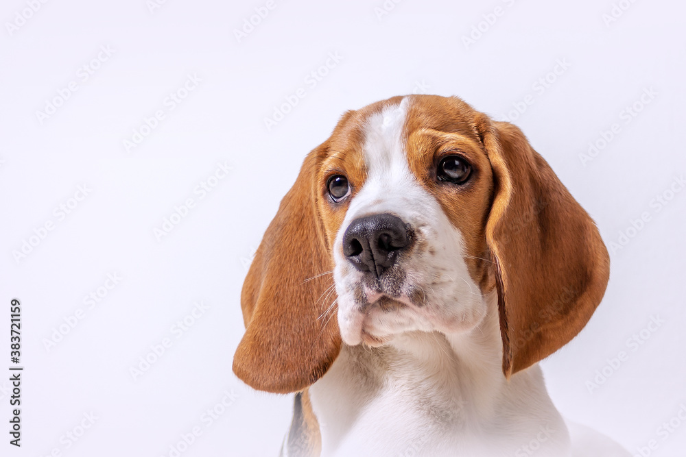 Beagle welpe mit weißem Hintergrund