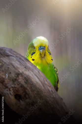 Wellensittich versteckt sich hinter einem Ast