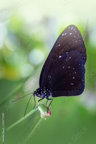 Schwarzer Schmetterling sitzt auf einer Knospe