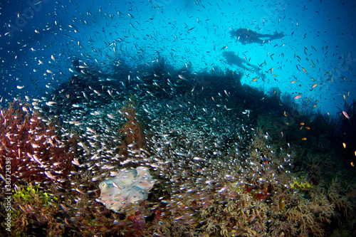A large school of small bait fish on the reef