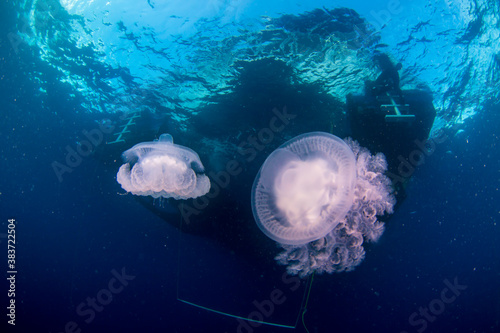A jellyfish floats underneath a boat