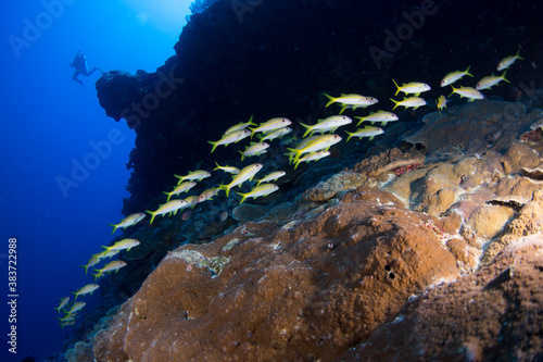 A large school of yellow striped snapper