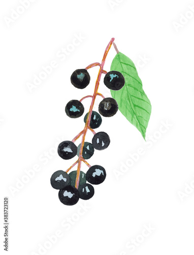 Bird cherry berries on a twig isolated on a white background. The illustration is drawn in watercolor by hand.