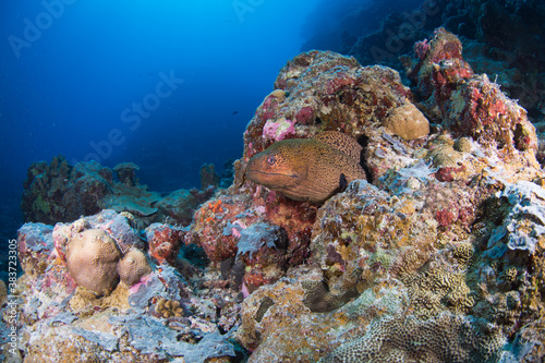 Fototapeta Naklejka Na Ścianę i Meble -  A Moray Eel on the reef