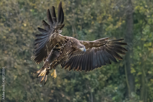 White Tailed Eagle (Haliaeetus albicilla) in flight. Also known as the ern, erne, gray eagle, Eurasian sea eagle and white-tailed sea-eagle. Wings Spread. Poland, Europe. Birds of prey. © vaclav