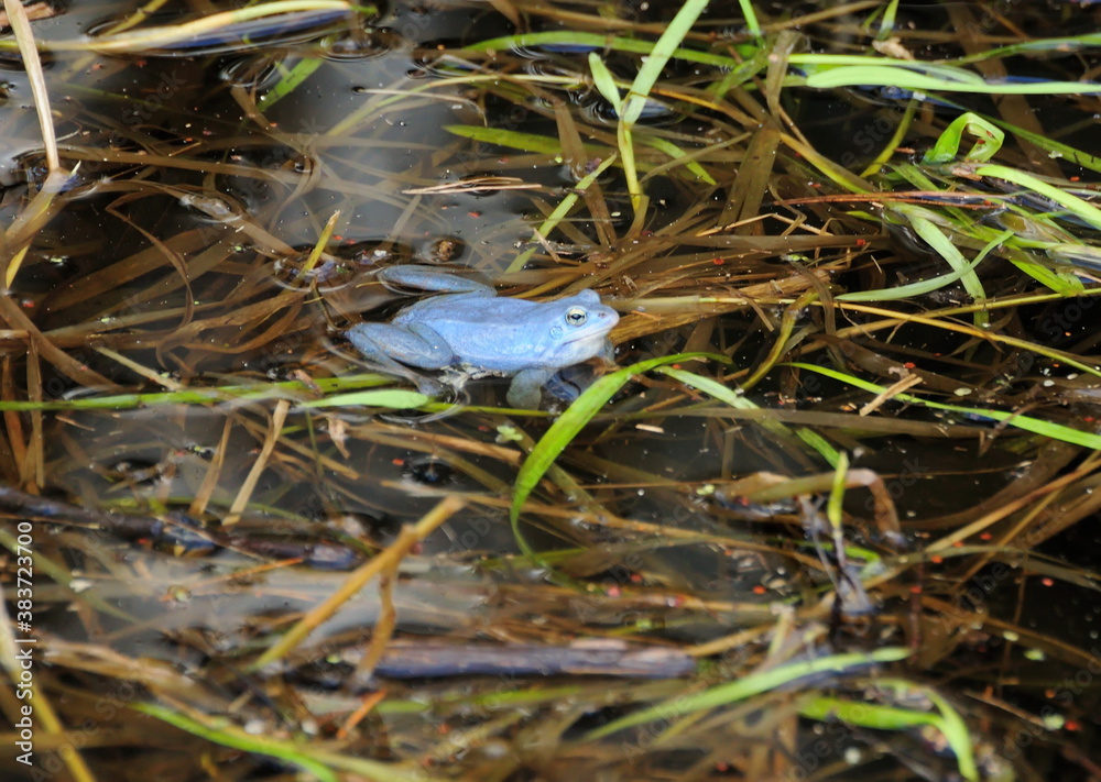 Fototapeta premium Male moor frog ( Rana arvalis) in mating attire on a spring day. Moscow region. Russia.