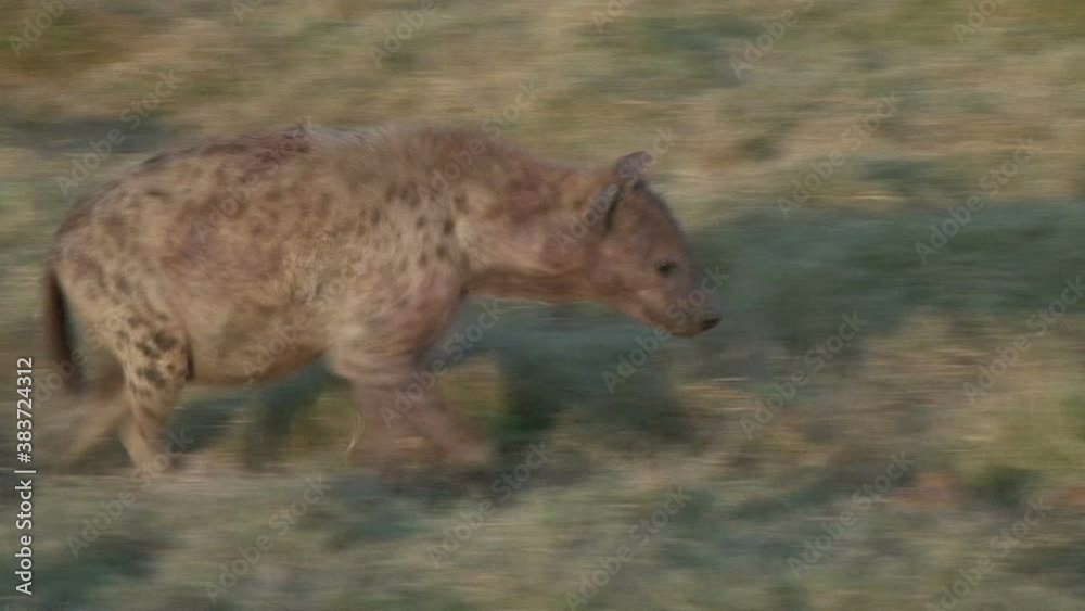 A hyena walks across the camera close up.