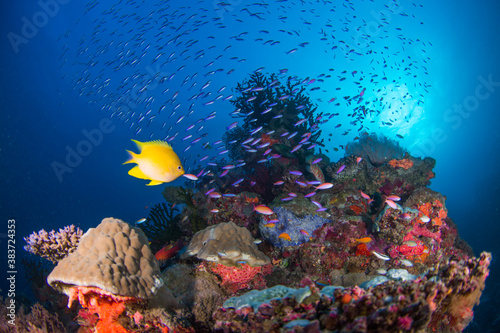 Fototapeta Naklejka Na Ścianę i Meble -  Colorful and healthy soft corals and fish on the Reef