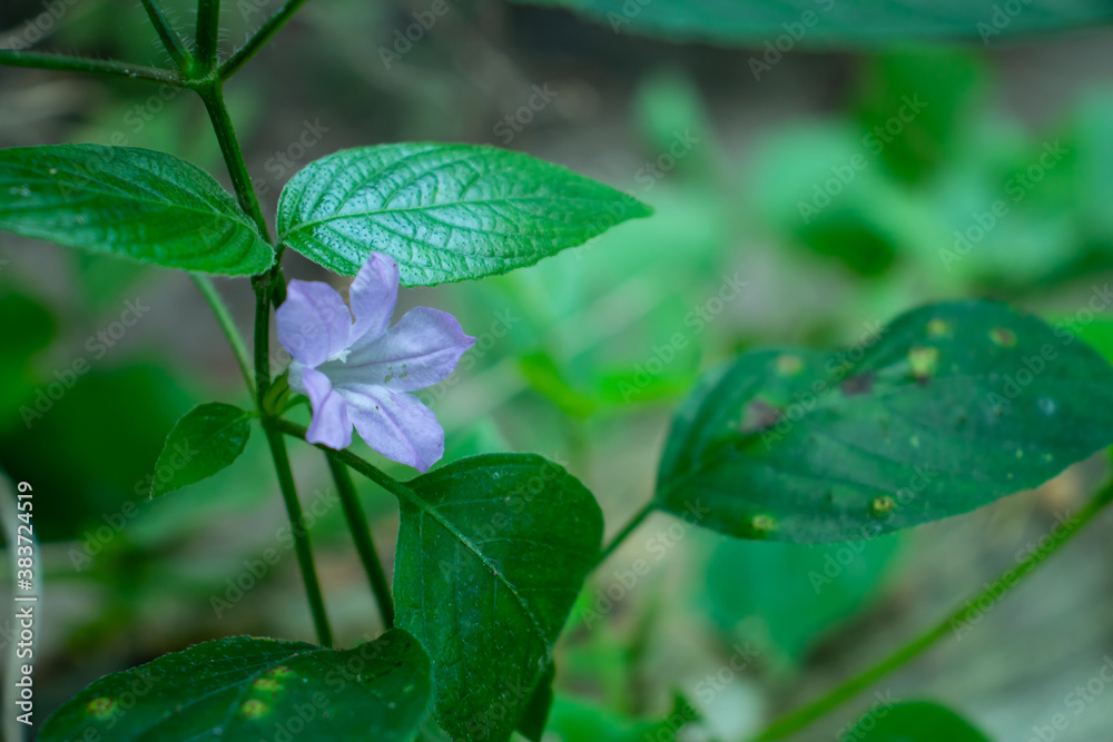 Beautiful and tiny purple color grass flower Beautiful and tiny purple color grass flower