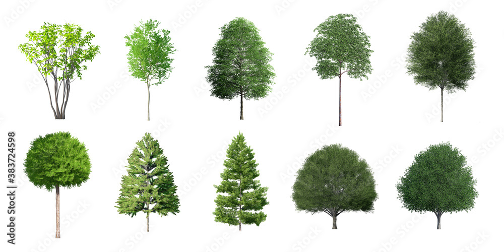 Fototapeta premium Collection Beautiful 3D Trees Isolated on white background , Use for visualization in architectural design 