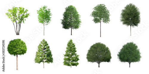 Collection Beautiful 3D Trees Isolated on white background , Use for visualization in architectural design 