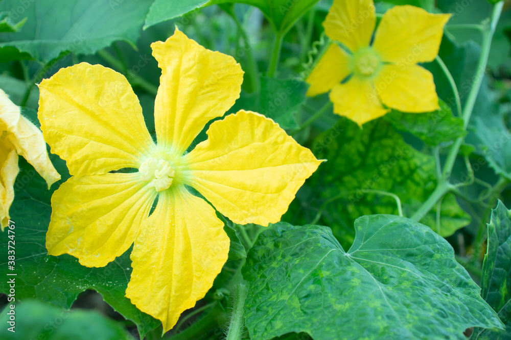 Two loofah or Dhundal flowers on the home family garden Two loofah or Dhundal flowers on the home family garden