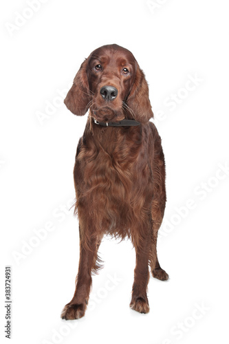 Tapety artystyczne Irish setter