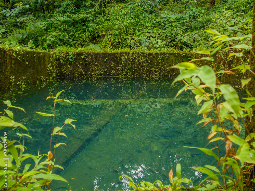 big water pond in the forest in the monsoon. big water pond in the forest in the monsoon.