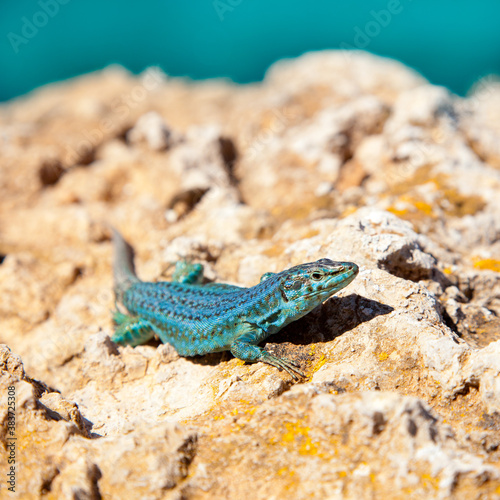 formentera lizard Podarcis pityusensis formenterae photo