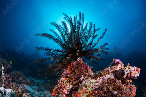 Fototapeta Naklejka Na Ścianę i Meble -  Colorful and healthy soft corals and fish on the Reef