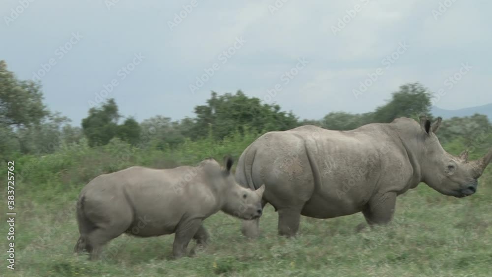 A juvenile rhino runs past the mother and stops A juvenile rhino runs past the mother and stops
