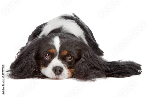 Cavalier King Charles Spaniel dog photo