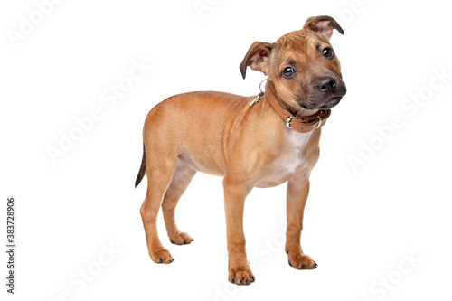 Staffordshire Bull Terrier puppy photo