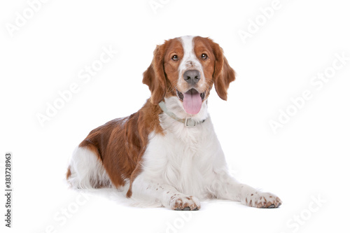 Obraz na płótnie Springer Spaniel