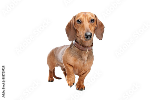 Dachshund photo