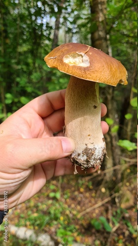 mushrooms in the forest