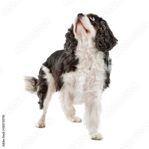 Cute Cavalier King Charles Spaniel dog photo