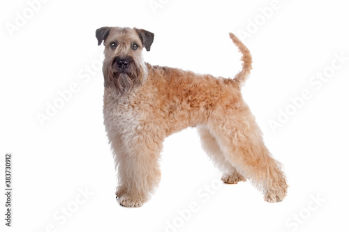 Soft coated wheaten terrier dog photo