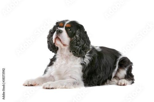 Slika na platnu Cute Cavalier King Charles Spaniel dog