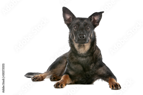 Obraz na płótnie Dutch shepherd dog