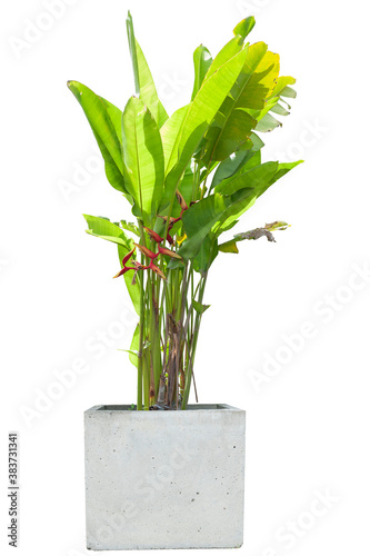 Red heliconia flower or claw flower bloom on tree in pot in the garden with sunlight isolated on white background included clipping path.