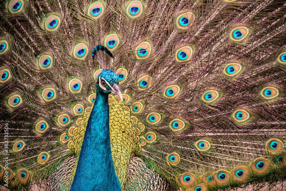 Obraz premium Peacock