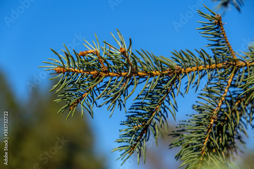 In the photo we see branches of a Christmas tree. Filmed in a low key