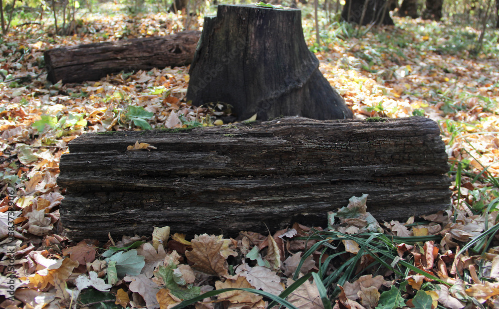 Fototapeta premium Vacation spot in the woods.