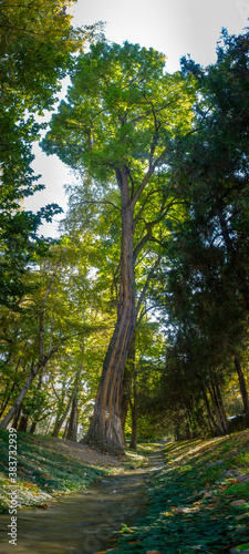 tree in the forest