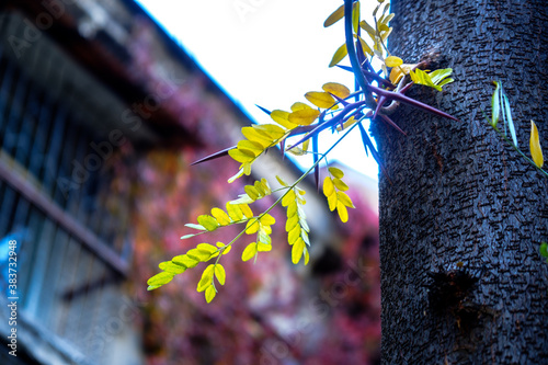 autumn leaves on the window