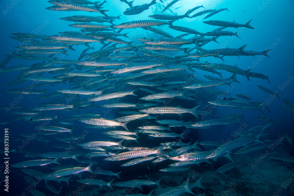 Fototapeta premium A school of Barracuda on the reef
