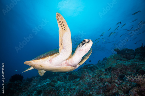 A turtle swims over the reef