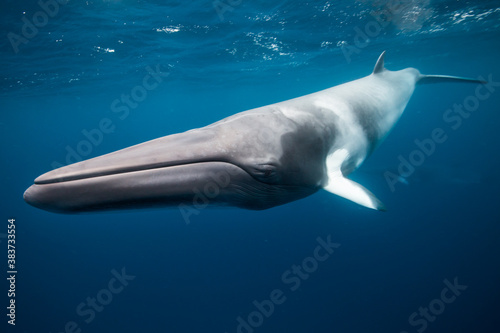 A Minke Whale, a small species of whale found on the Great Barrier Reef photo