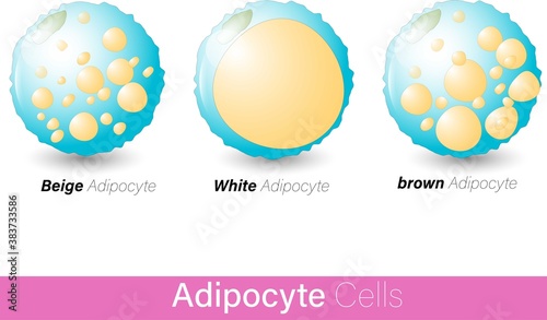 Brown adipocyte beige adipocyte white adipocyte vector illustration. adipocytes in white background and blue color 