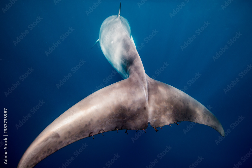 Naklejka premium A Minke Whale, a small species of whale found on the Great Barrier Reef
