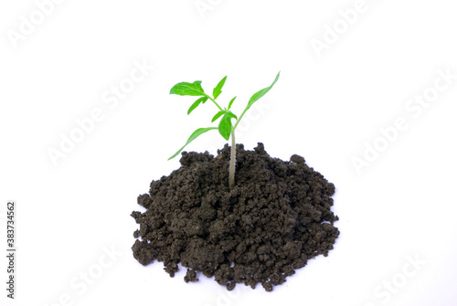 plant