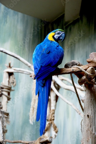 blue and yellow macaw