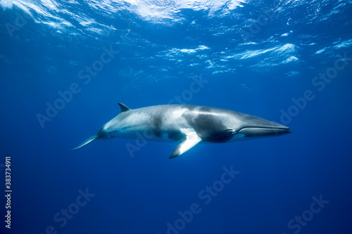 A Minke Whale  a small species of whale found on the Great Barrier Reef