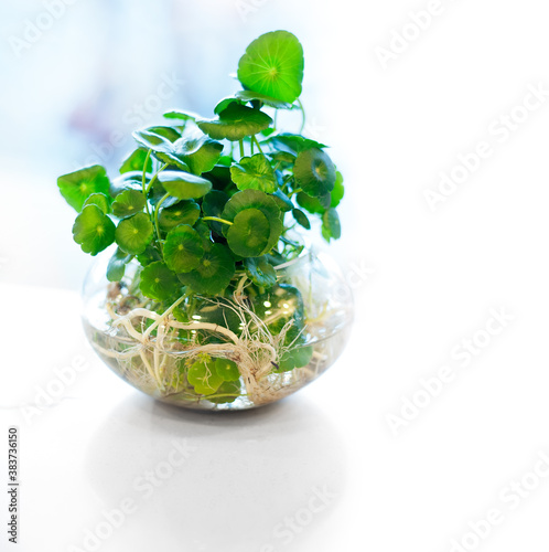 hydroculture plant on glass photo