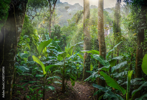 Early morning sunlight in an Indian spice plantation, with young banana trees growing in a lush, tropical forest in the state of Kerala, in southern India.