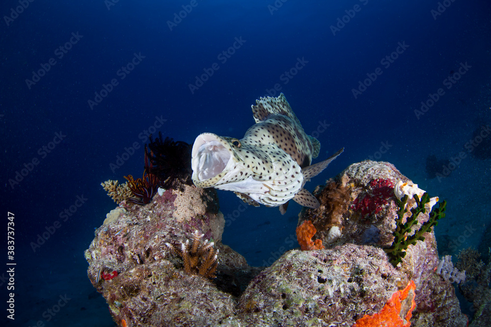 Obraz premium A Barramundi cod sitting on the Reef